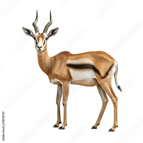 Gazelle clip art