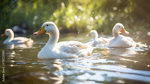 White ducks in pond.. Generative AI