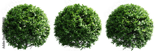 Buxus sempervirens round bush isolate transparent background.3d rendering PNG