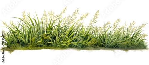 The realistic grass silhouettes from nature on a white background give the impression of a lush and thriving landscape, adding depth and vibrancy to the scene.