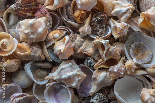 beautiful Mediterranean seashells as background 10