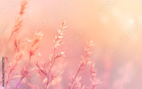 Background illustration featuring graceful stalks of meadow grass bathed in the soft hues of a sunset.