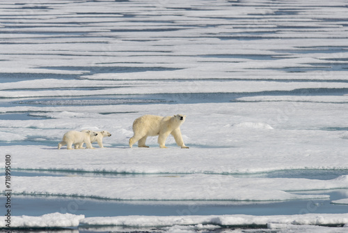 Polar bear mother (Ursus maritimus) and twin cubs on the pack ice, north of Svalbard Arctic Norway