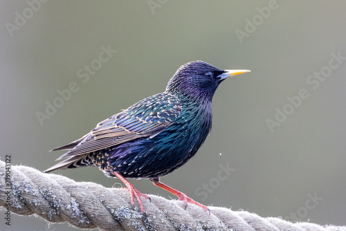 Common starling on a rope