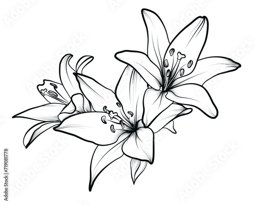 bouquet of lily flowers vector illustration