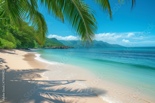 beach with coconut trees