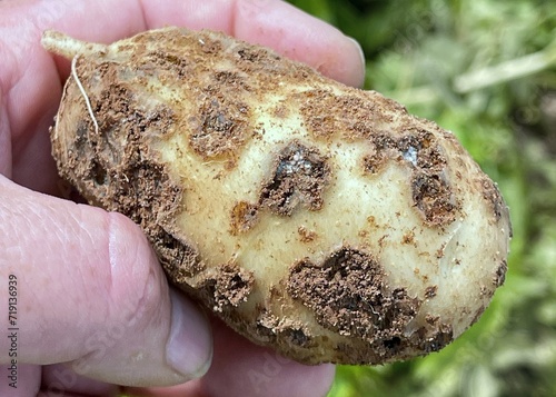 One potato with severe pitted common scab lesions held in a human hand