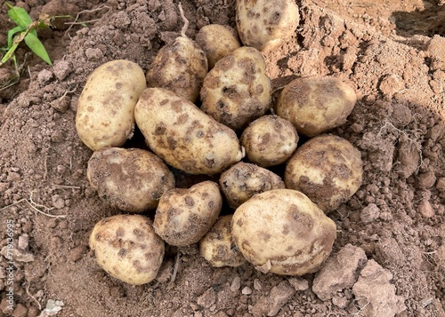 Potatoes still. in the field heavily covered with common scab lesions