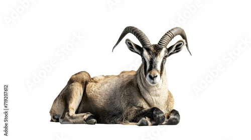 A Goat With Long Horns Laying Down on the Ground