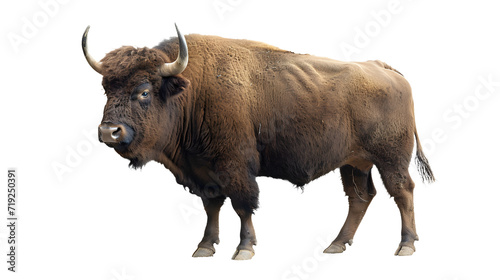 Large Buffalo Standing on White Background