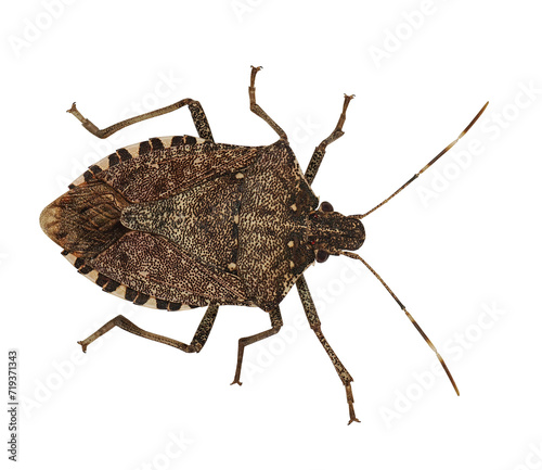 Brown marmorated (Halyomorpha halys), stink bug, PNG, isolated on tranparent background 