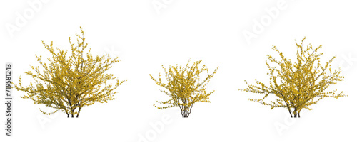 Forsythia suspensa (Lian Qiao Weeping Forsythia) deciduous yellow shrub plant isolated png on a transparent background perfectly cutout high resolution 