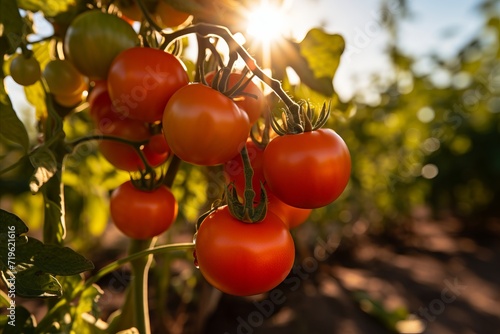 Gorgeous tomato shoots thriving in the vast field under the mesmerizing glow of the rising sun