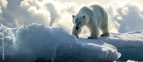 Polar Bear preparing to leap a gap in the ice. Copy space image. Place for adding text