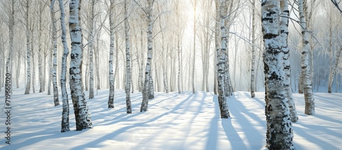 winter minimalist landscape of birch trees in a snowdrift. Copy space image. Place for adding text