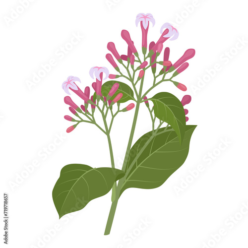 Vector illustration, branch of Cinchona or quinine, with flowers and leaves, isolated on white background.