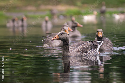 flock of greylag goose in lake