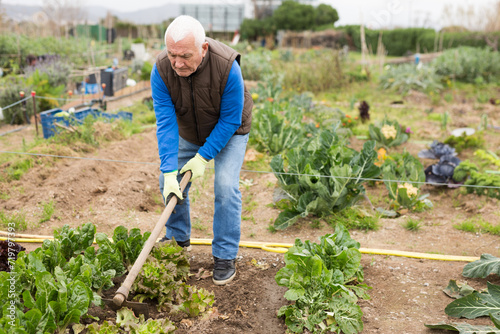 Senior man gardener with mattock working with lettuce in garden outdoor