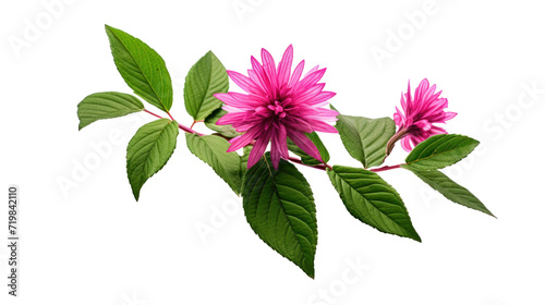 Balsam flower isolated on a transparent background