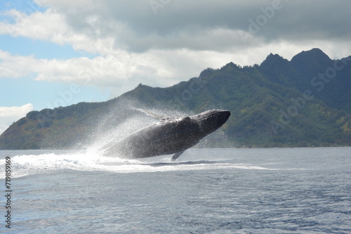 humpback whale at play in moorea