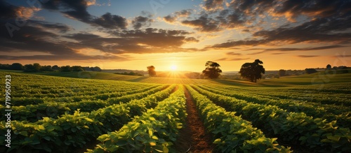View of soybean farm in rural field at sunset