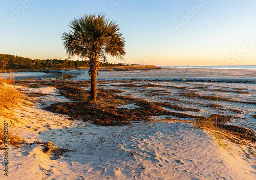 The Corner Palm on Singleton Beach, Hilton Head Island, South Carolina, USA