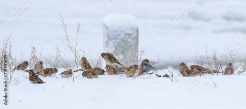 Common linnet, Linaria cannabina. Snowy winter morning. Birds eat the seeds of the plant