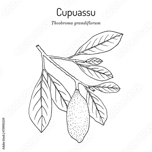 Cupuassu (Theobroma grandiflorum), edible and medicinal plant