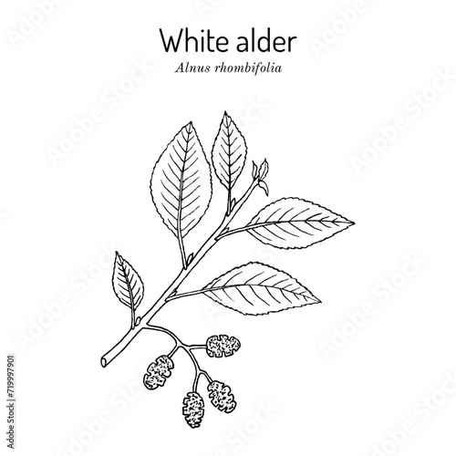 White alder (Alnus rhombifolia), medicinal plant