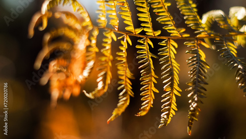 Fougères et bruyères sauvages, dans la forêt des Landes de Gascogne, pendant l'heure dorée