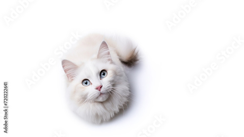 Top view of a fluffy white cat sitting on the floor and looking up. Free space for product placement or advertising text.
