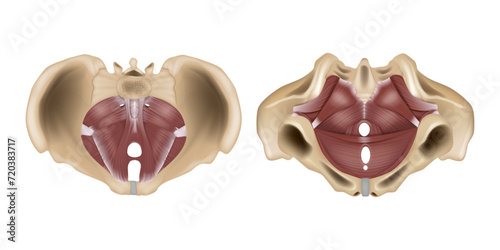 Anatomy of the pelvic floor or pelvic diaphragm. Muscles of the pelvic floor. Structure