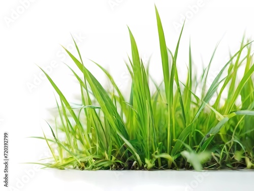 green grass isolated on white Green grass | grass isolated | white background | fresh grass | lush grass | vibrant green | meadow 