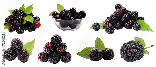 Blackberry Blackberries bramble fruit, many angles and view side top front heap pile bunch isolated on transparent background cutout, PNG file. Mockup template for artwork graphic design