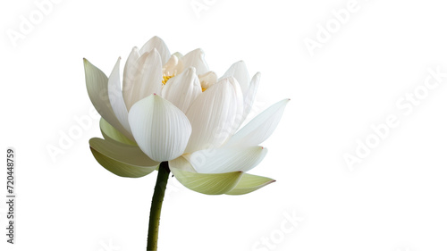 A delicate white lotus flower with pink and white petals on a transparent background.