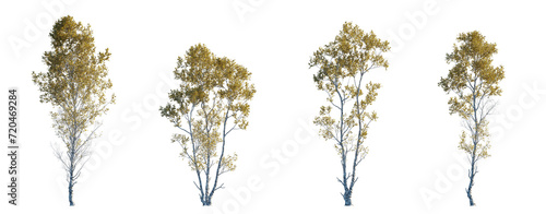 Betula ermanii set of gold ermans birch trees betula big medium trees isolated png in sunny daylight on a transparent background perfectly cutout 