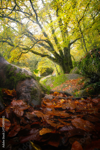 Foret en automne, vue verticale avec feuilles au premier plan et arbre au feuillage jaune, Huelgoat en Bretagne, département du Finistère