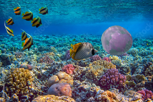 Marine life of the coral reef. Red Sea