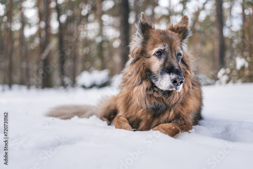 Stary owczarek niemiecki leżący na śniegu
