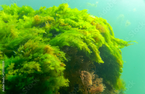 Green and red algae on underwater rocks (Enteromorpha, Ulva, Ceramium, Polisiphonia)