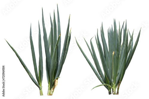 close up of spring onion plants isolated on a transparent background