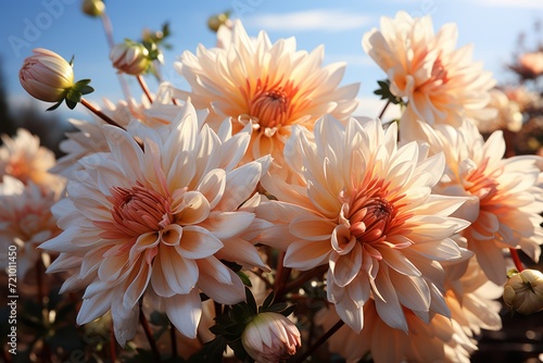 Closeup of Chrysanthemums Blooming in Autumn Light AI Generated