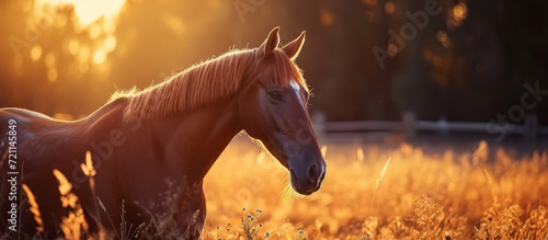 Warm Blood Horse Enjoys Evening Light in a Warm Blood Horse Evening Light Setting