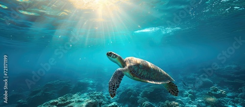 Underwater photography of a swimming turtle and marine life in a blue seascape.