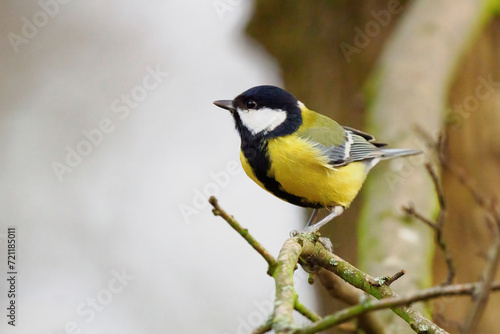 Great tit sitting on a tree branch
