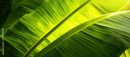 Inspiring Banan Leaf Drenched in Radiant Green Light - A Captivating Display of Banan Leaf's Vibrant Green Hue Illuminated by Soft, Radiant Light