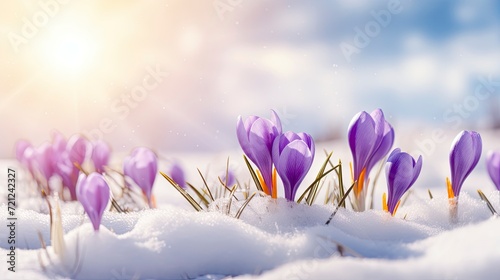 Crocus spring flower Growth In The Snow. Beautiful Floral wide panorama. Purple Crocus Iridaceae, copy space - generative ai