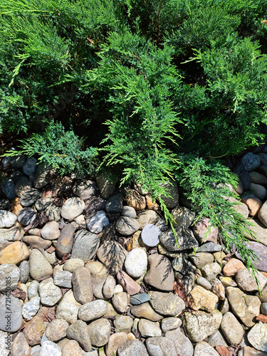 Vertical photo detail from a garden, Siberian Cypress, Monrovia Plant and lot of small pebbles on a ground
