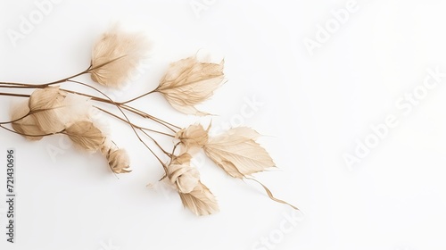 A flower that is dry and white with a white background.