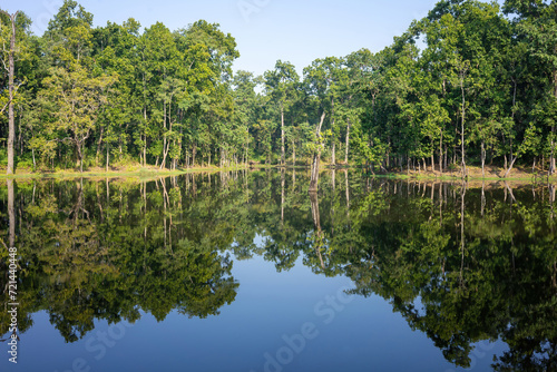Still waters of a serene pond in Chitwan National Park reflect the lush greenery of the surrounding forest, creating a stunning symmetrical view.